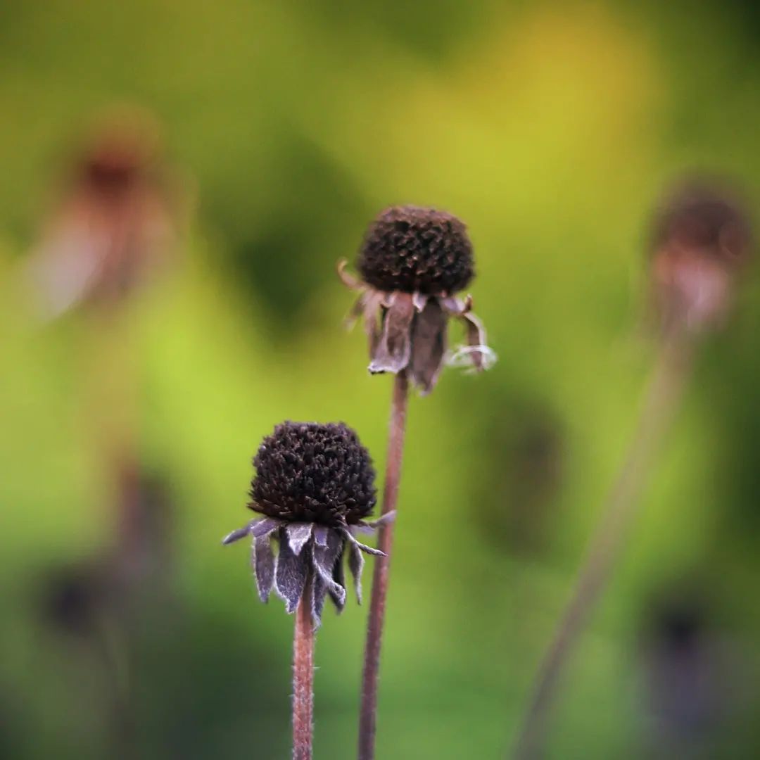 Echinacea