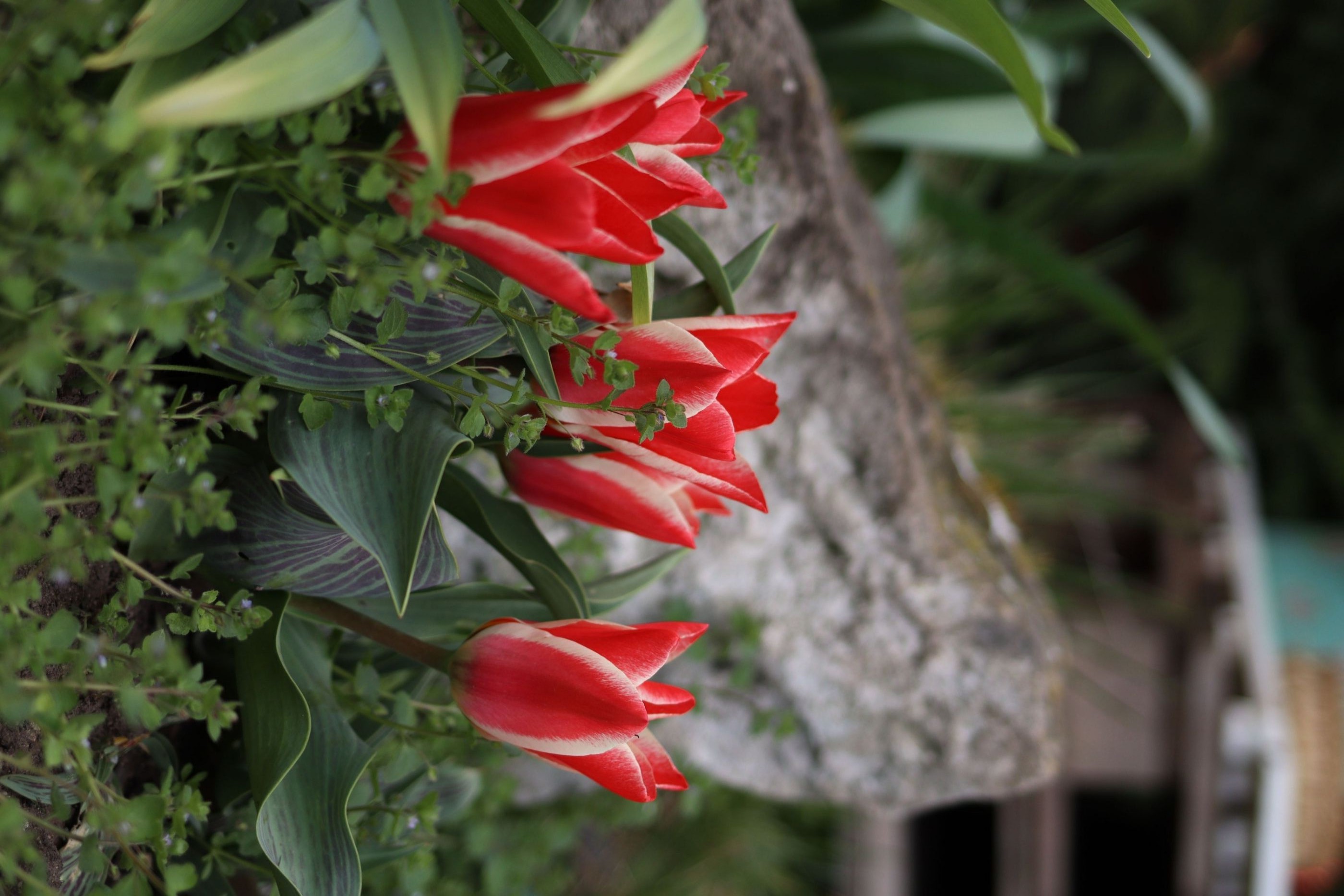 Červená se červená tulipánová