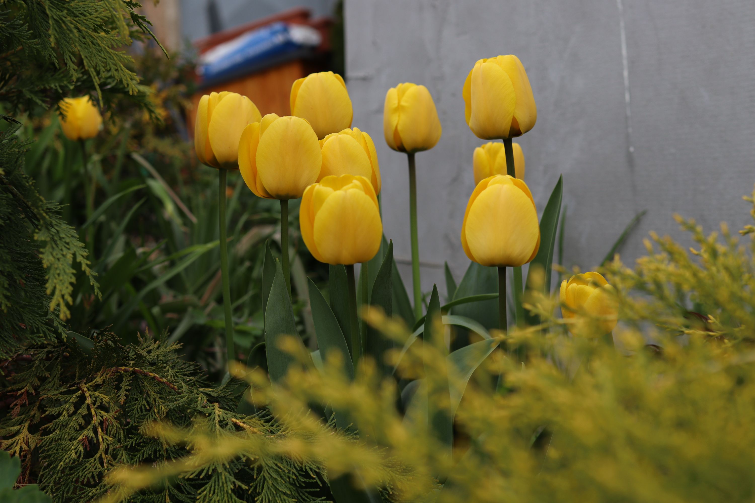 Tulipány žluté