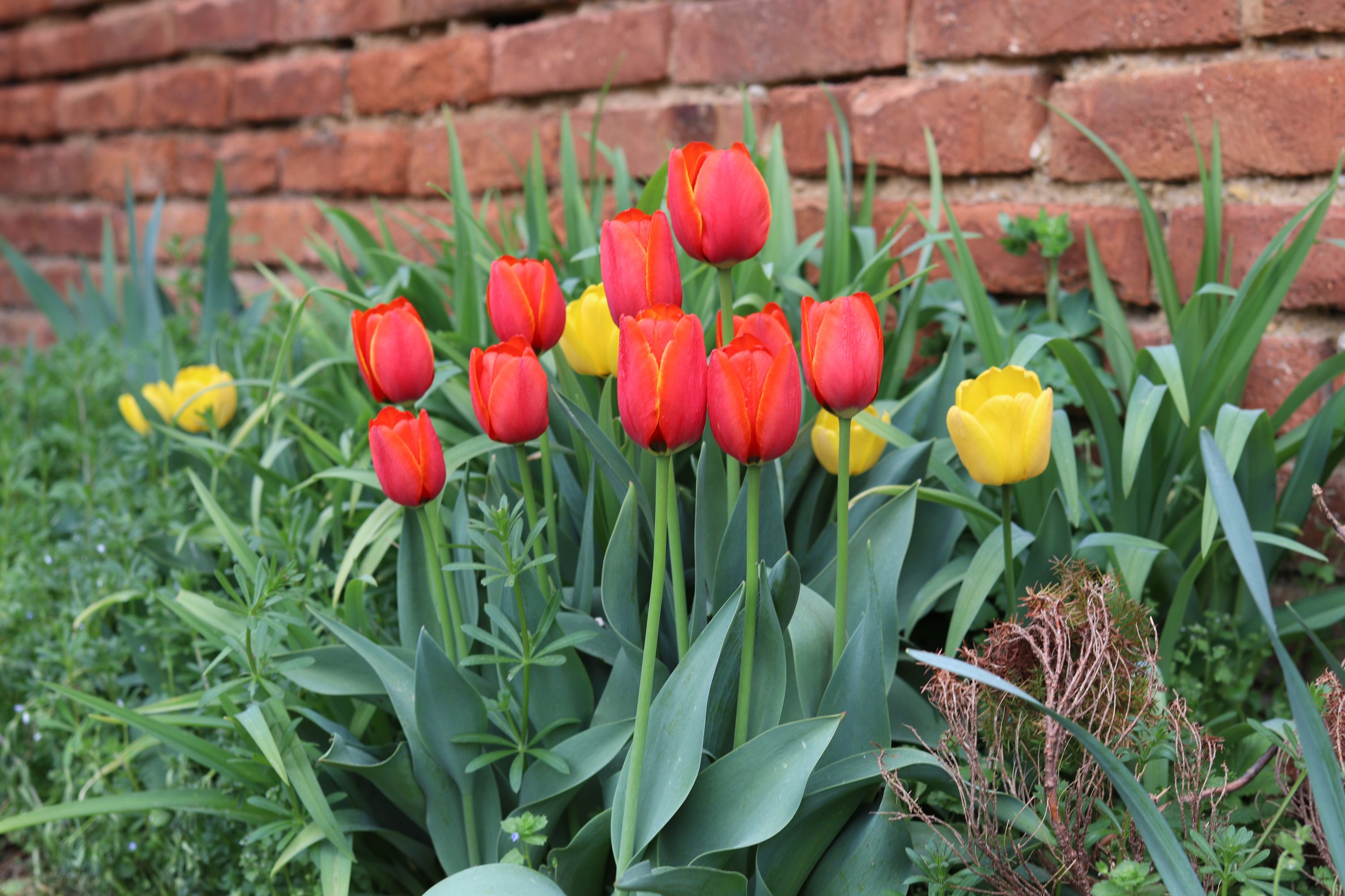 Jarní záhon tulipánů