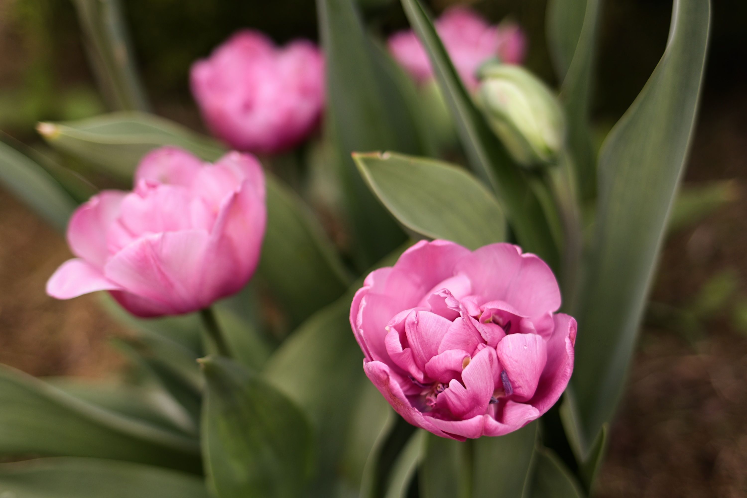 Tulipán - květ jara