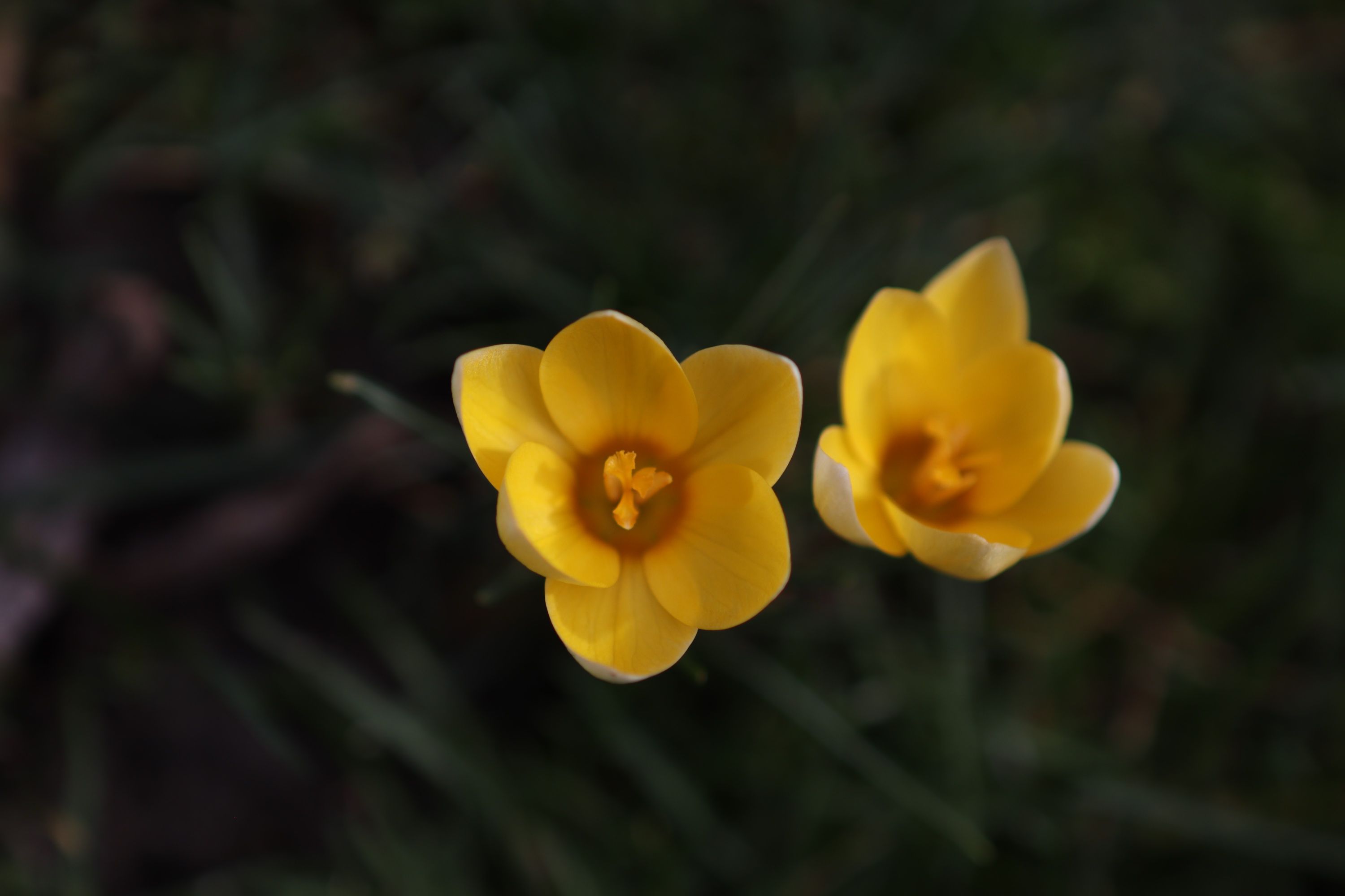 Jarní žlutá barvička