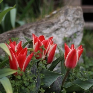 Červená se červená tulipánová