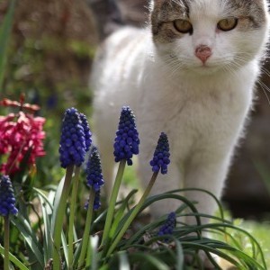 Kočičí jaro