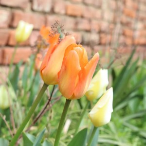 Tulipány oranžové