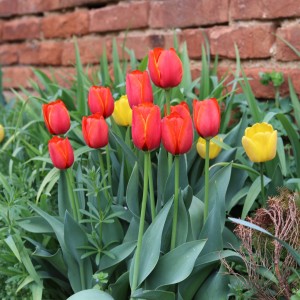 Jarní záhon tulipánů