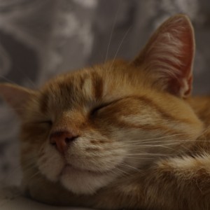 Kočičí spánek