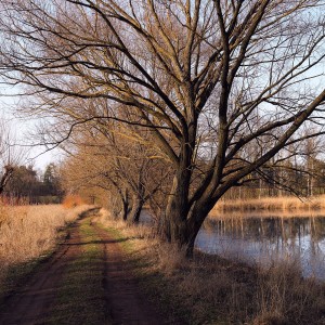Cesta k rybníku