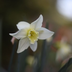 Květ narcis