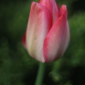 Květ tulipánu