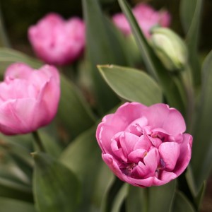 Tulipán - květ jara