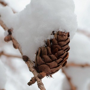 Modřínová šiška pod sněhem