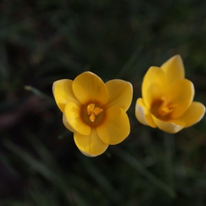 Jarní žlutá barvička