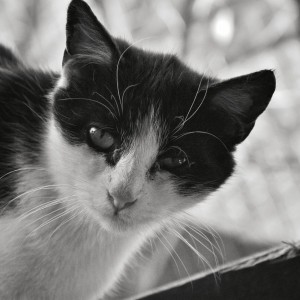 B&W CAT