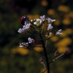 Ladybug