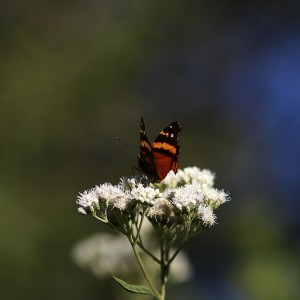Mariposa y flor