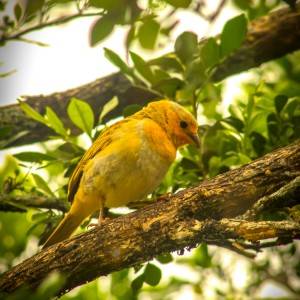 El pájaro amarillo
