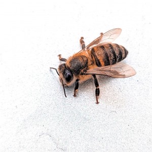 Bee