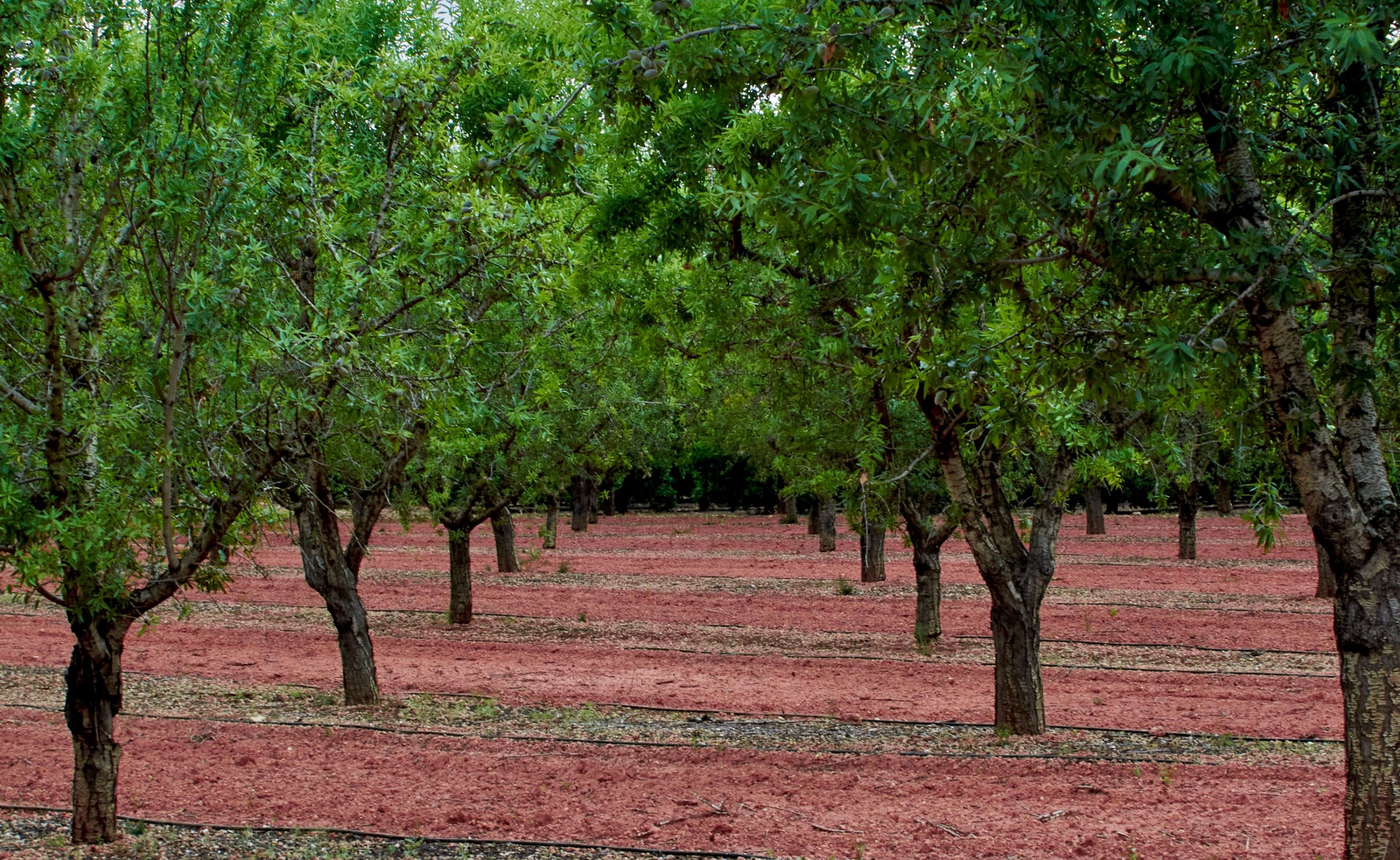 Almendros