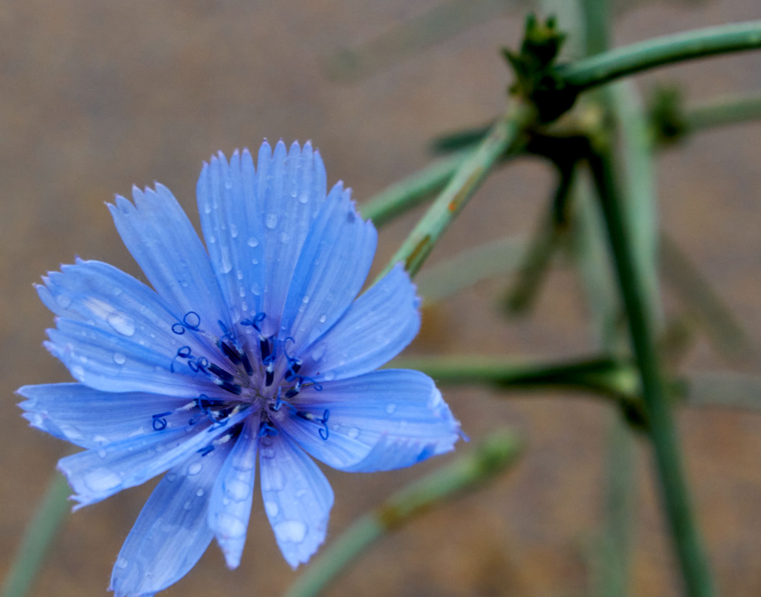 Flor azul