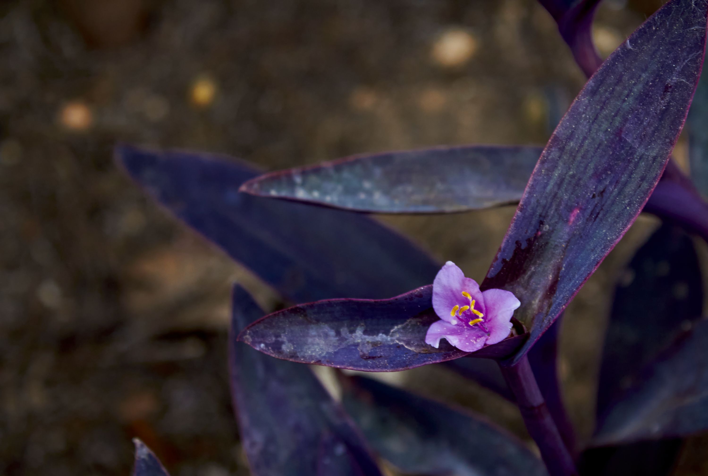 Morado