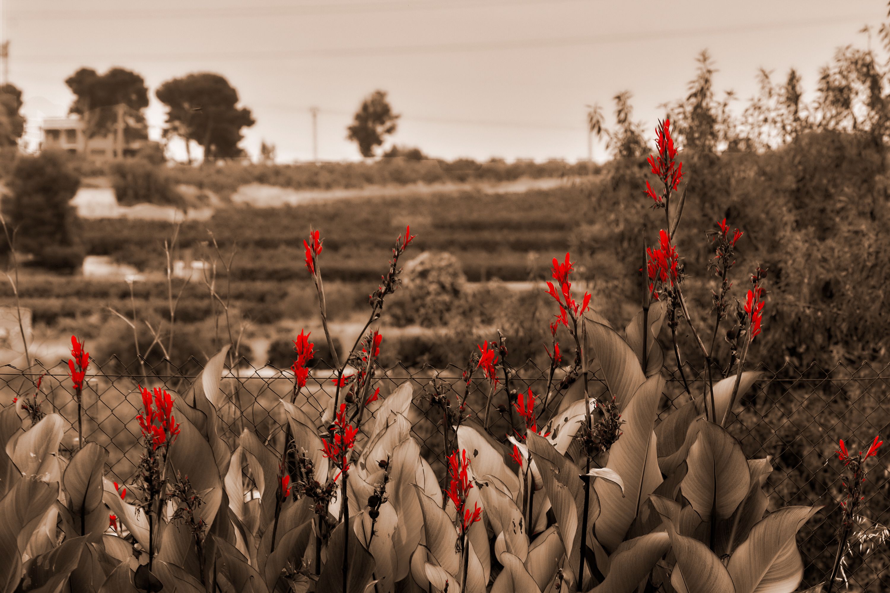 Flores rojas