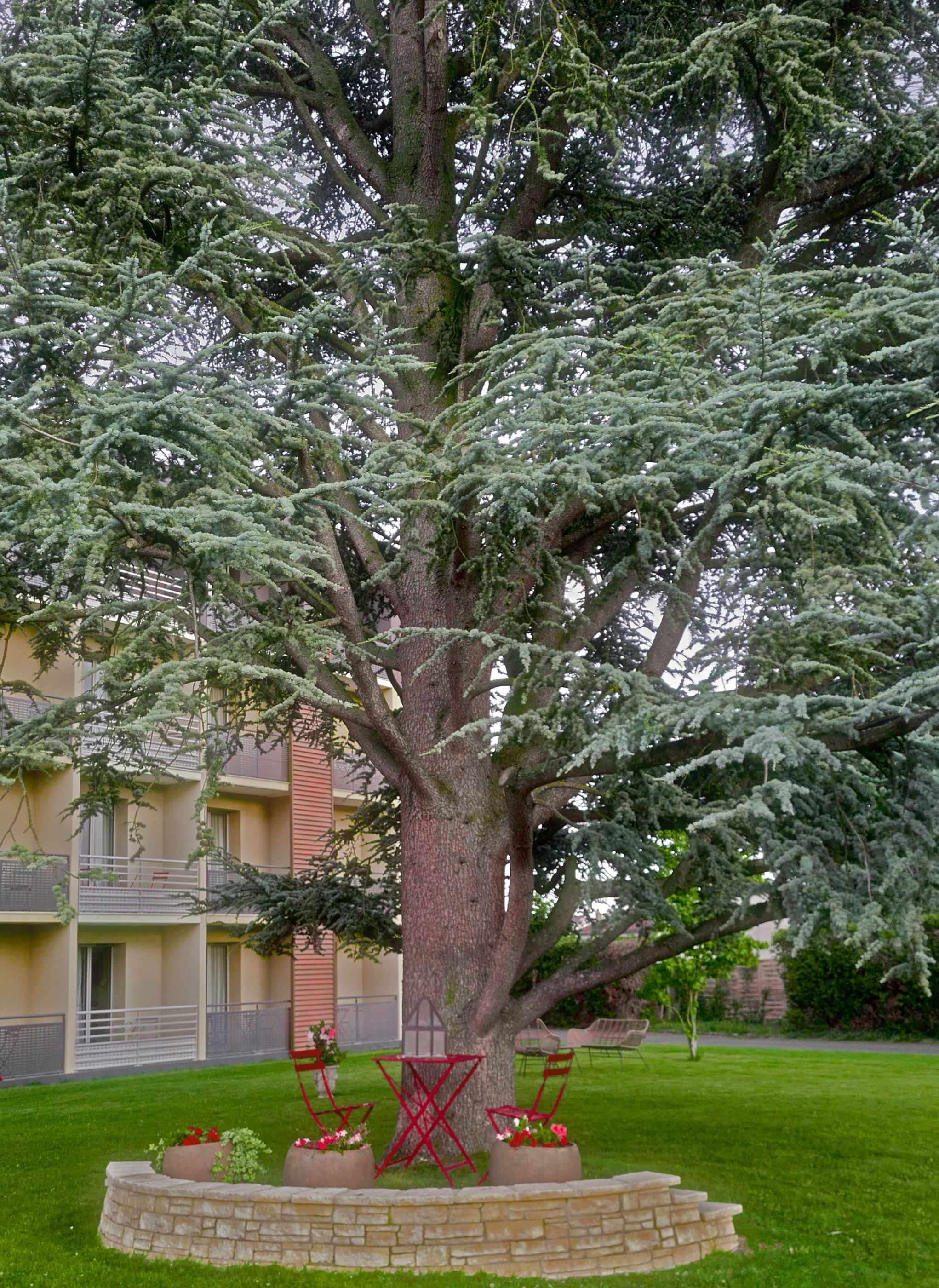 Bajo la sombra del árbol