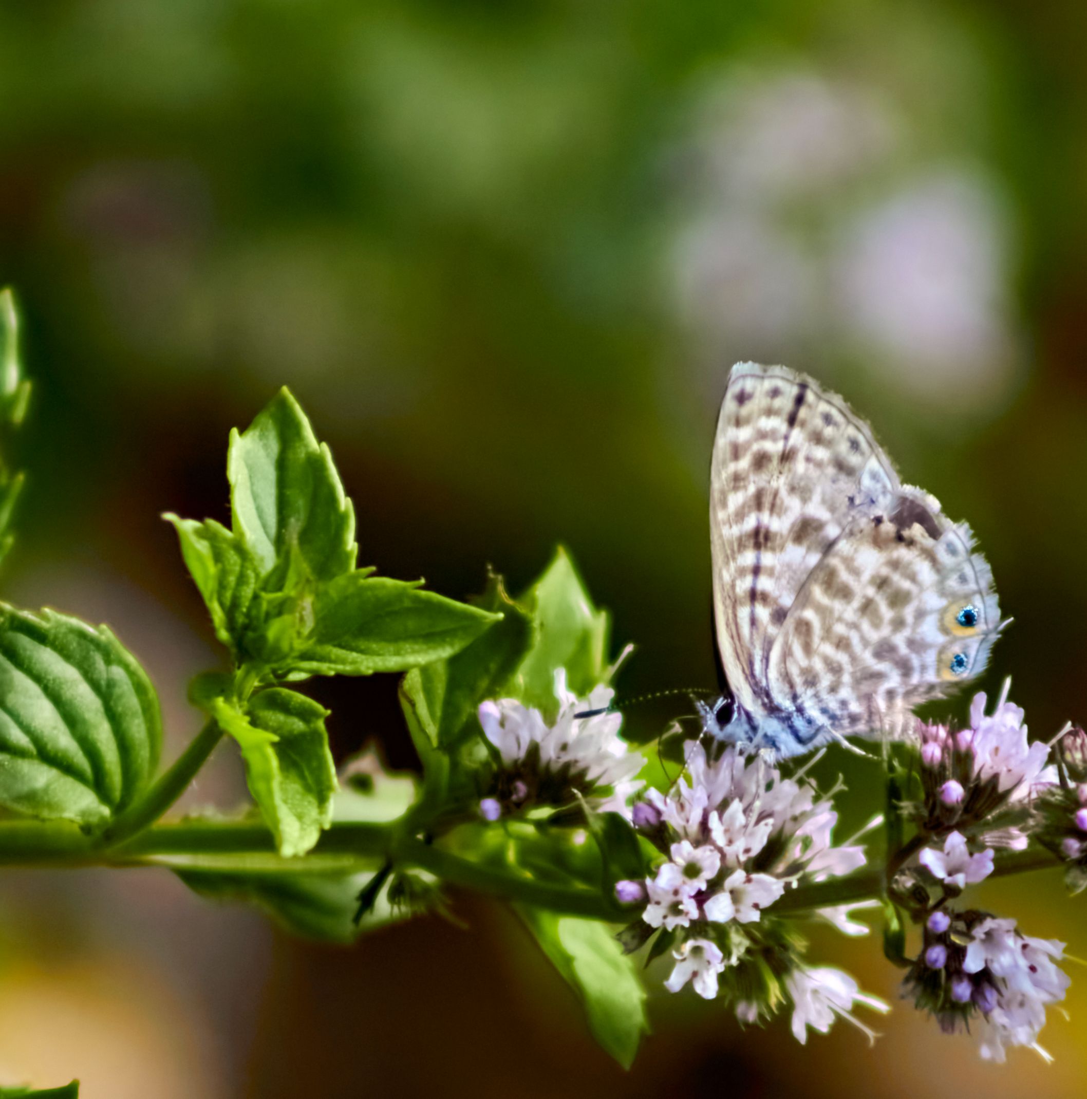 Mariposa