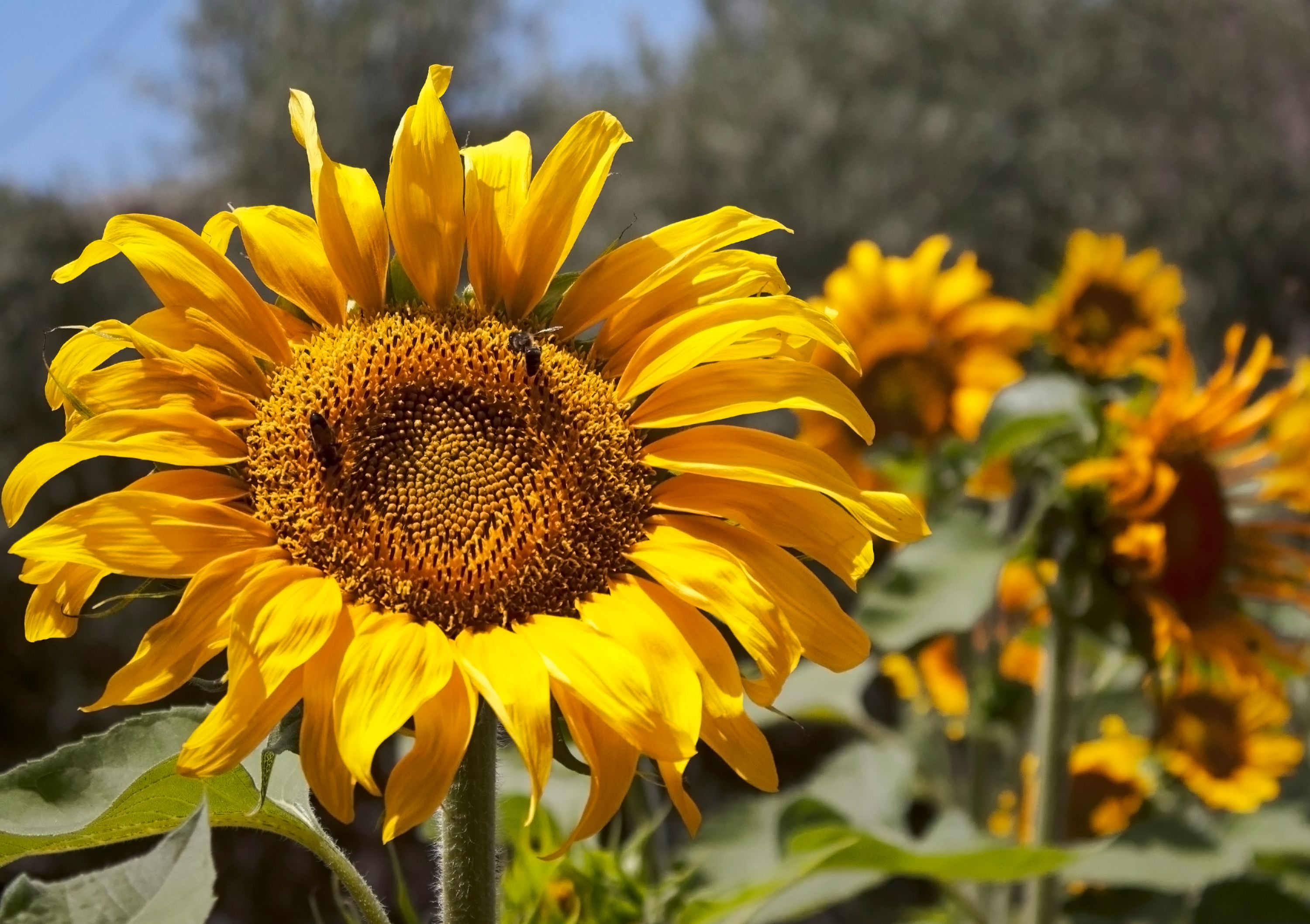 Girasol