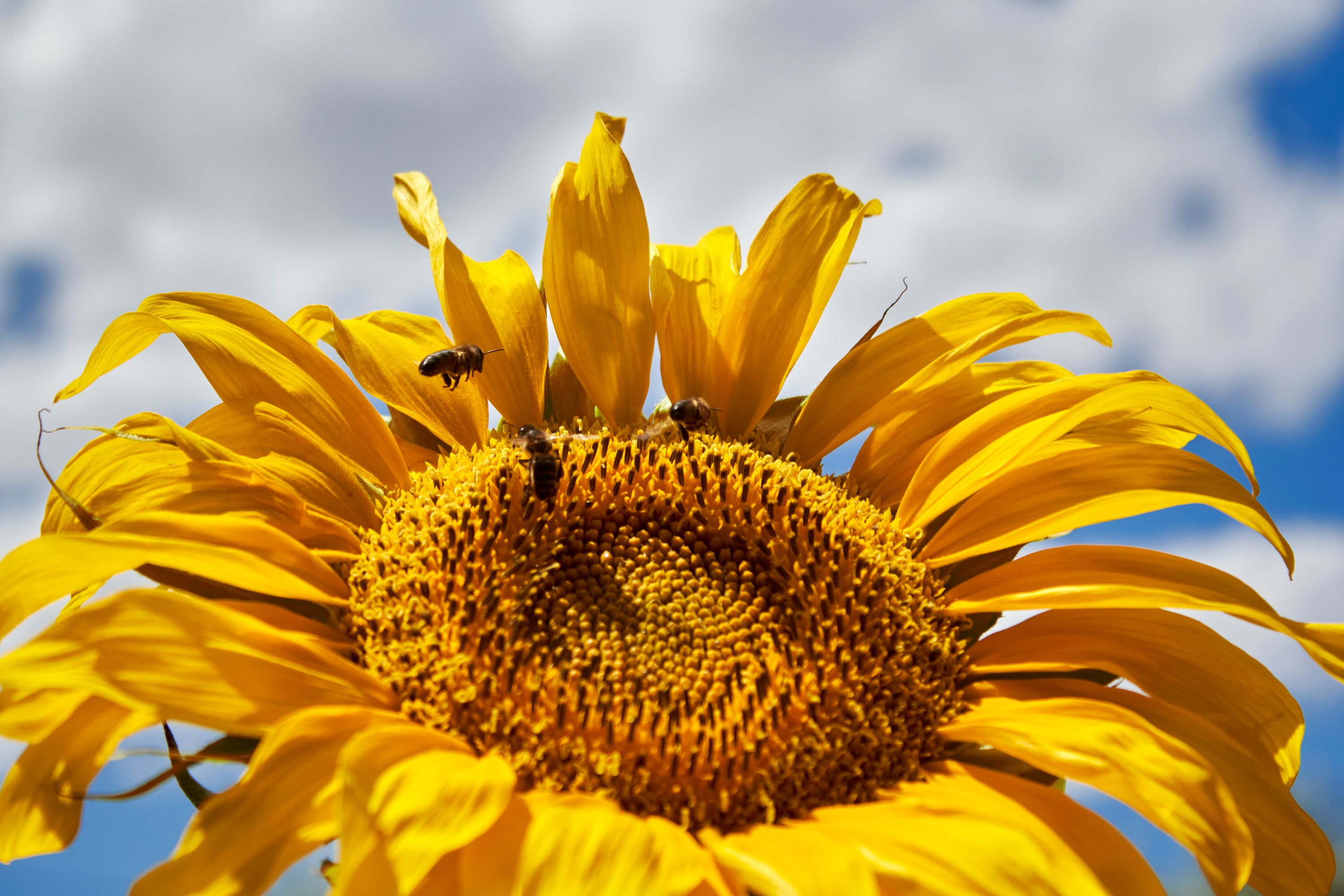 Trio de abejas