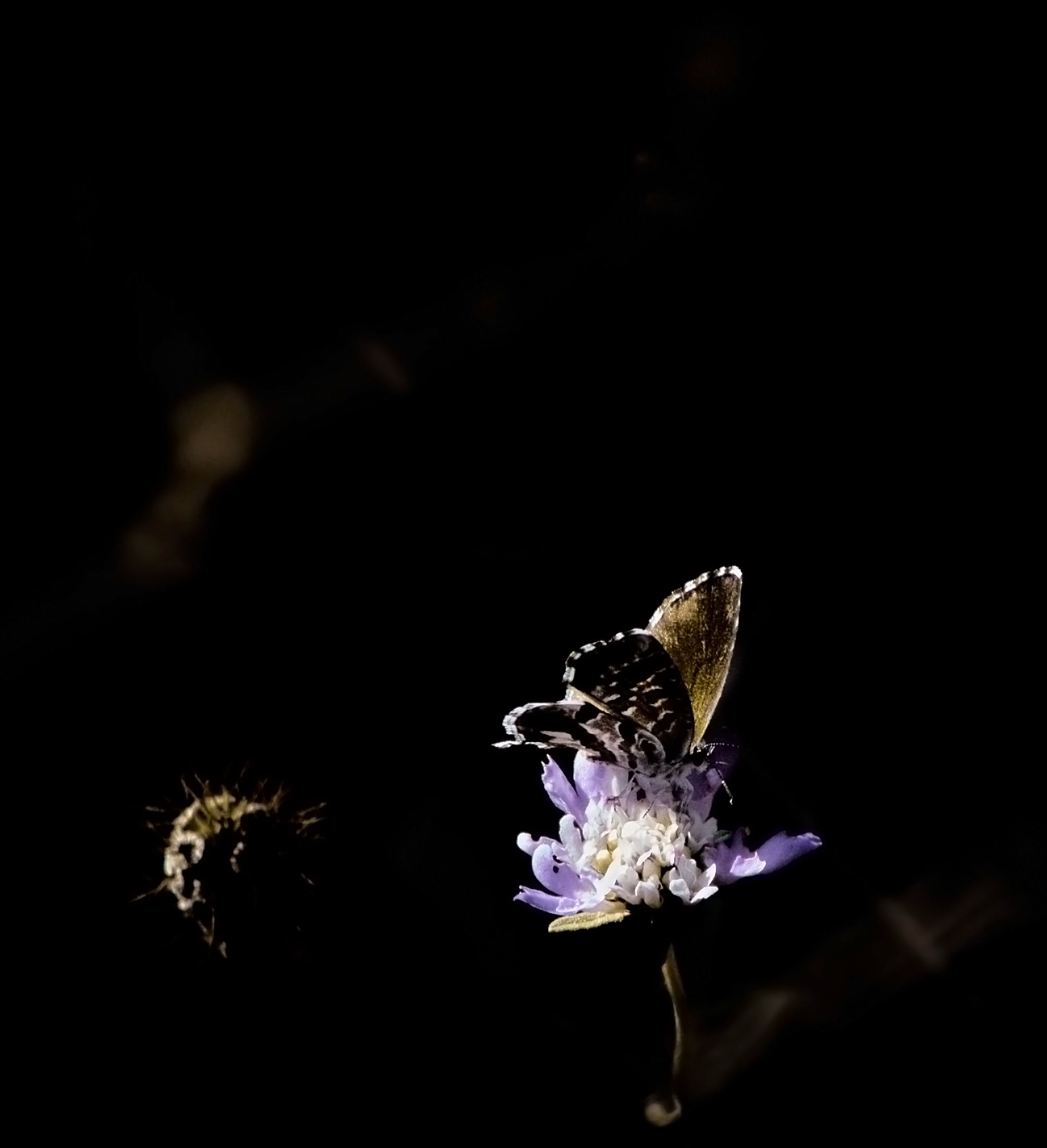 La mariposa sobre la luz