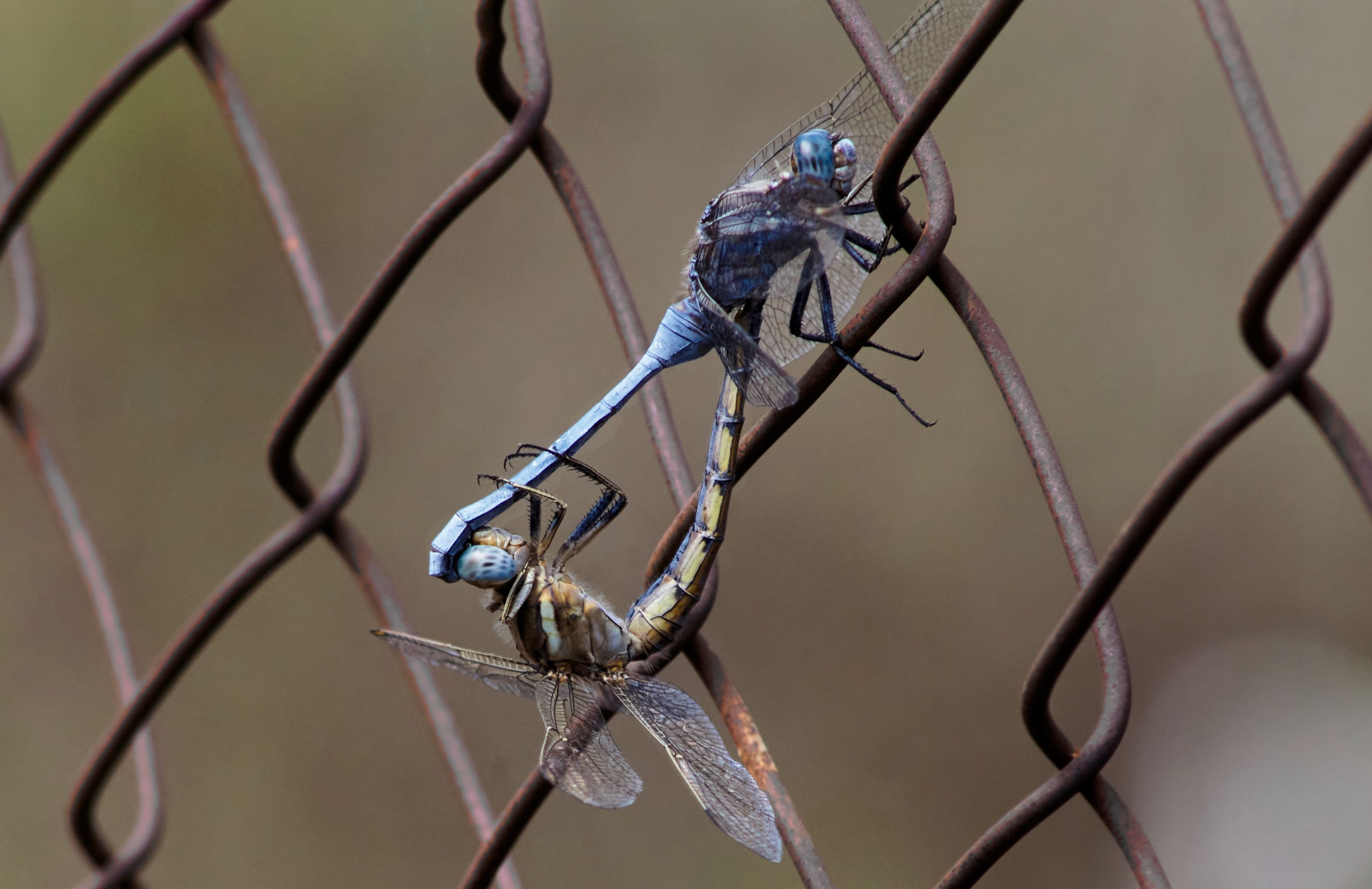 Dos libélulas copulando vistas de lateral