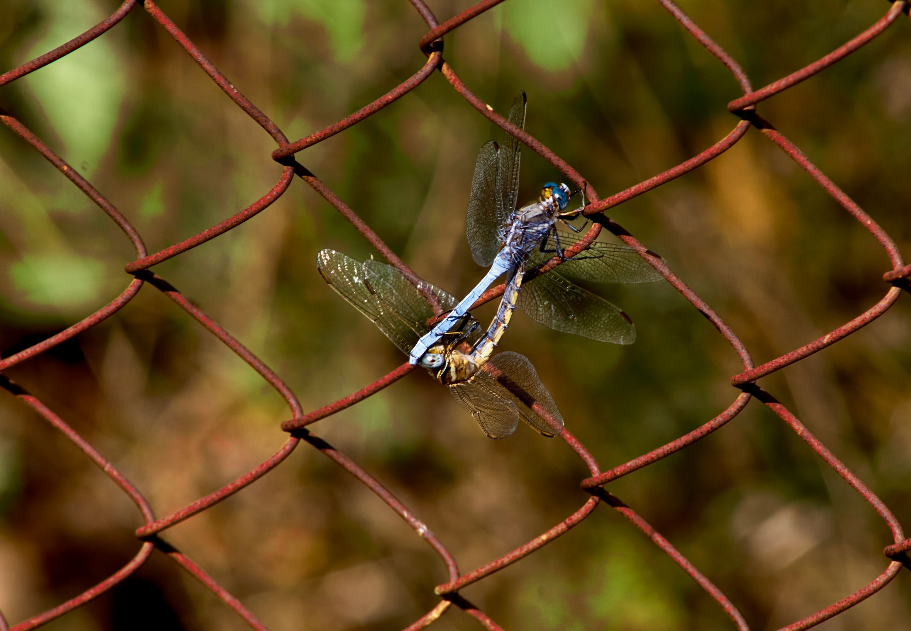 Dos libélulas copulando apoyadas en una valla