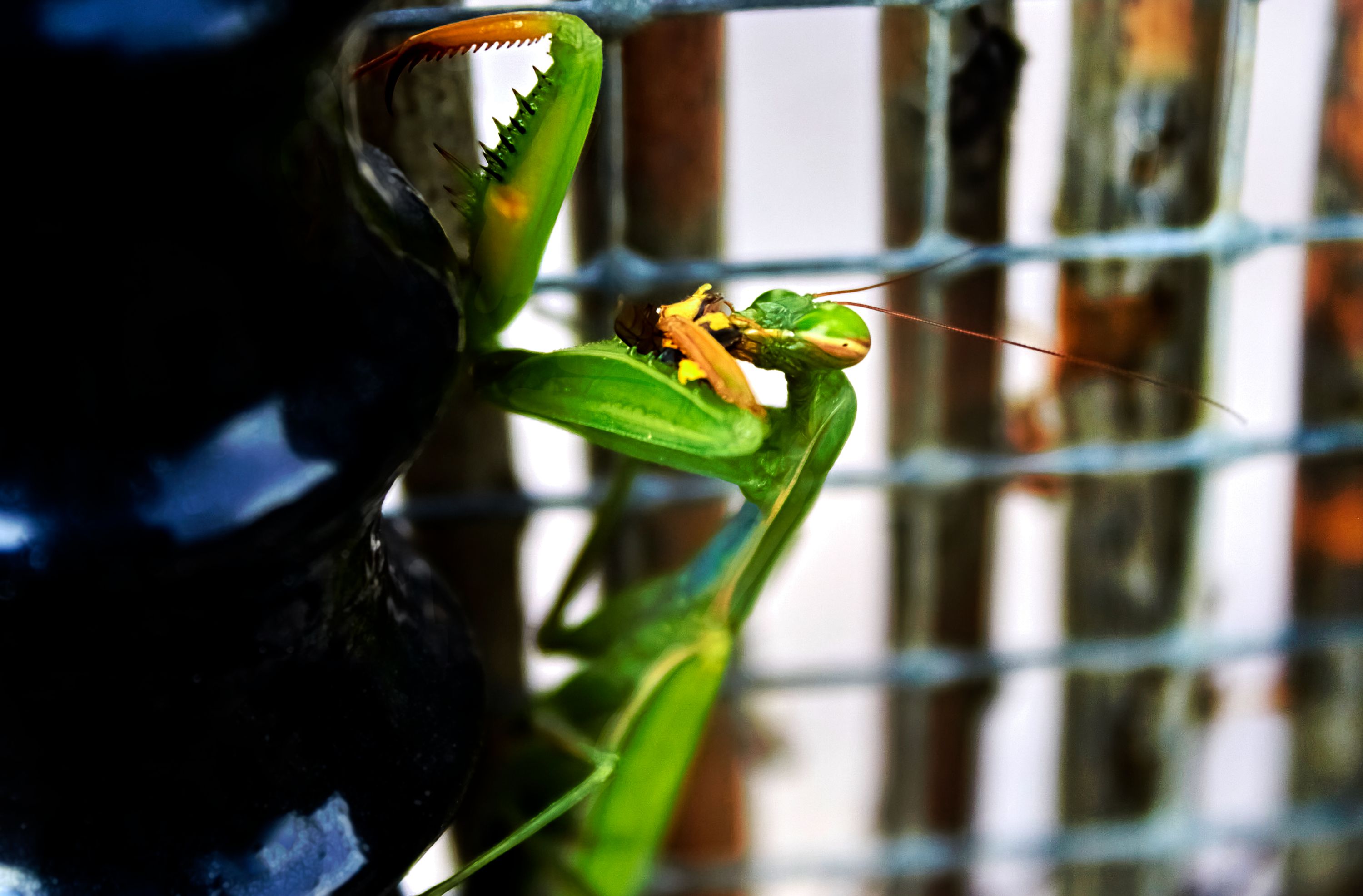 Mantis con mirada desafiante, comiendo un insecto