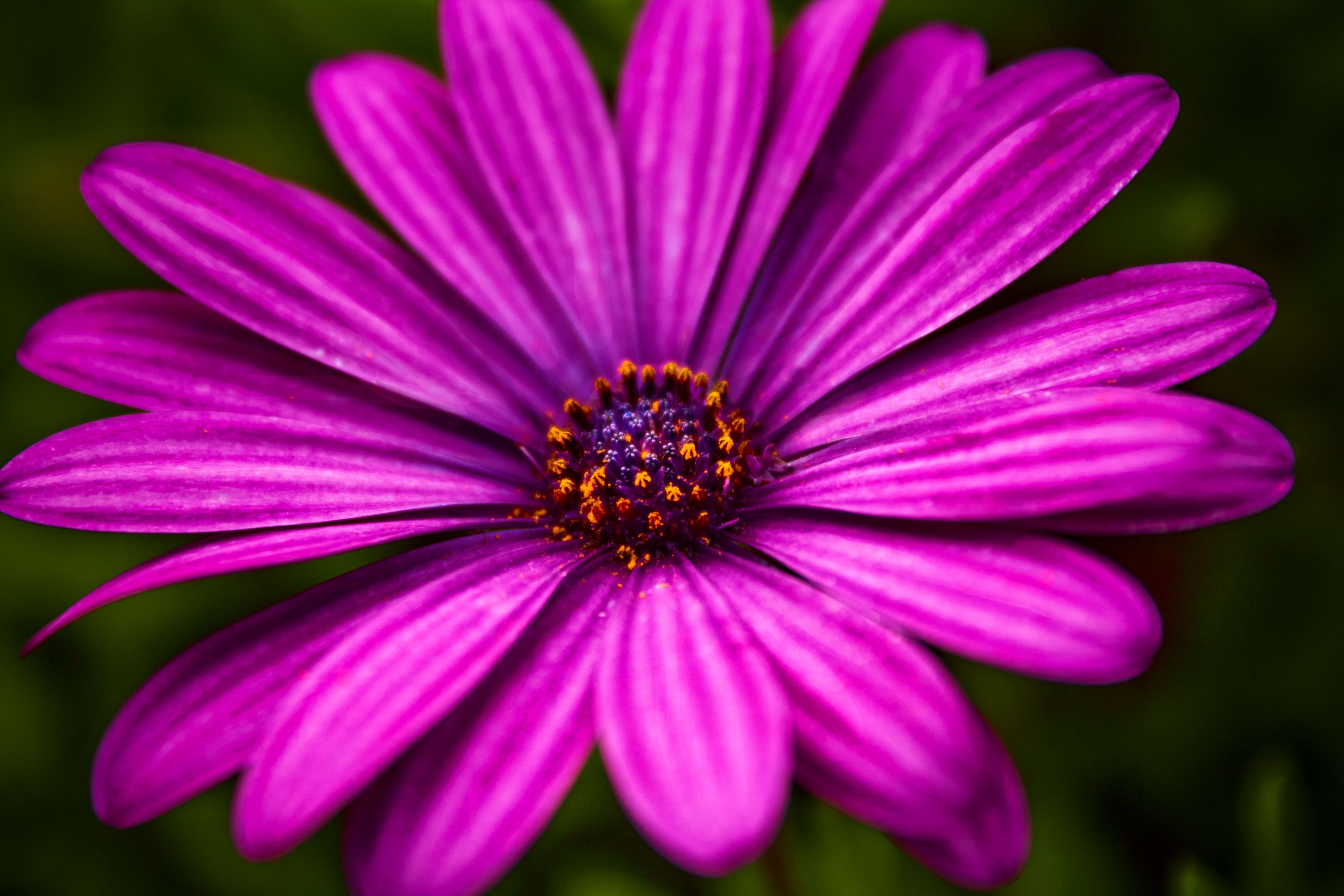 Foto macro de una flor morada