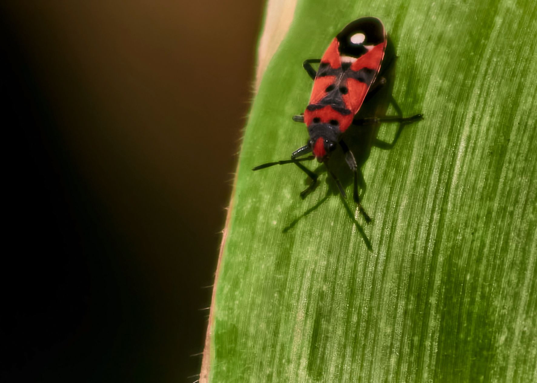 Insecto rojo sobre una hoja verde