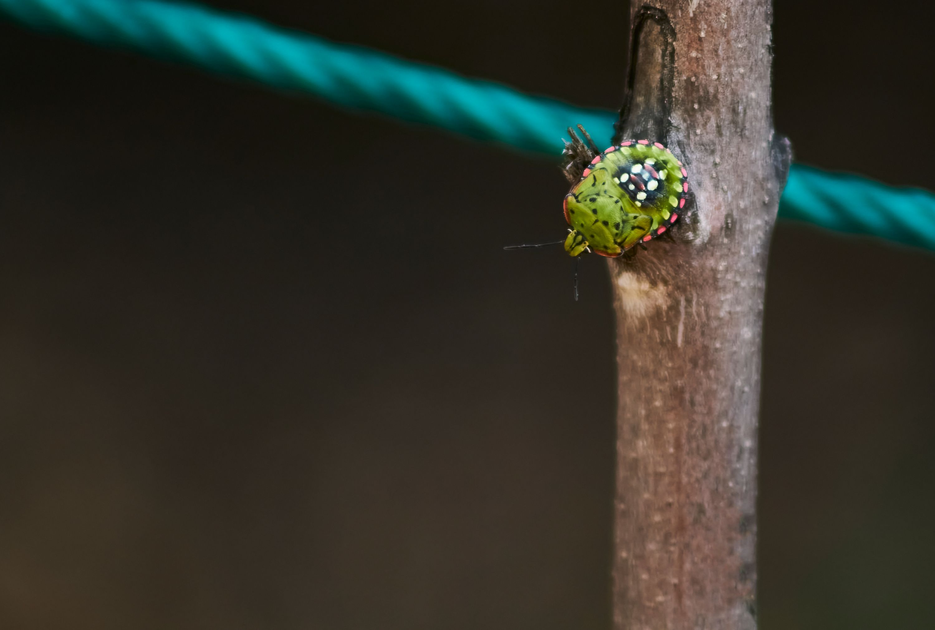 Insecto verde sobre un palo de madera