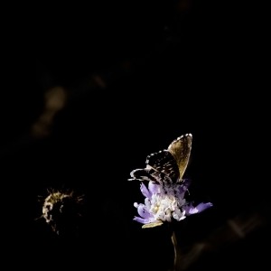 La mariposa sobre la luz