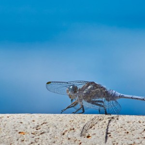 Vista lateral de una libélula con fondo azul