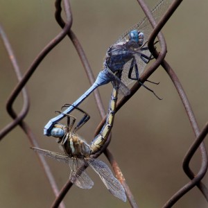 Dos libélulas copulando vistas de lateral