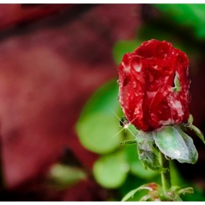 Rosa roja con las gotas del agua después de llover