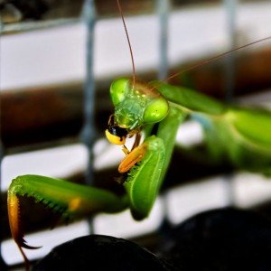 Vista frontal de una mantis comiendo un insecto amarillo