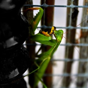 Mantis religiosa verde comiéndose un insecto amarillo