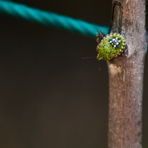Insecto verde sobre un palo de madera
