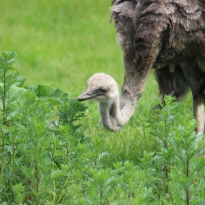 A curious ostrich