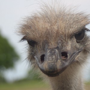 Young ostrich outdoors