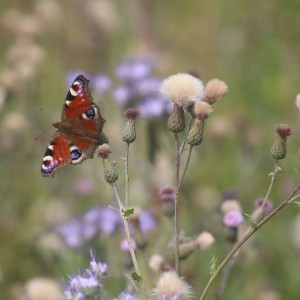 Schmetterling auf dem Feld