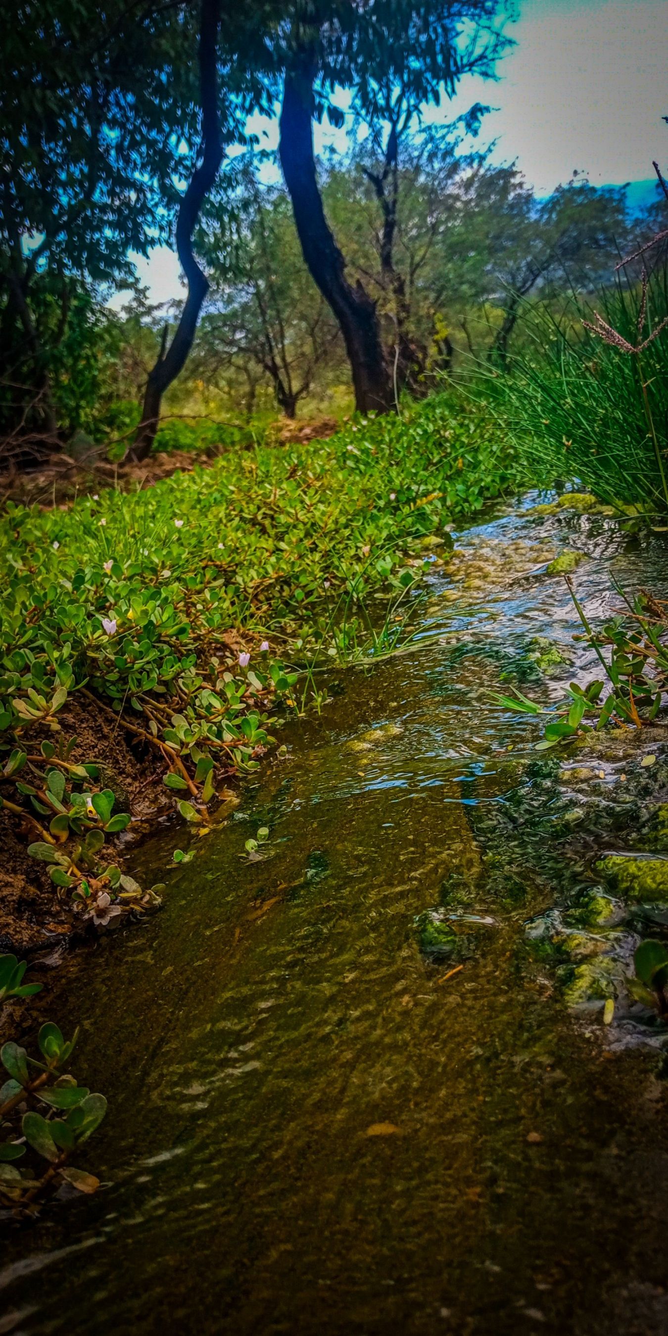 Agua salada