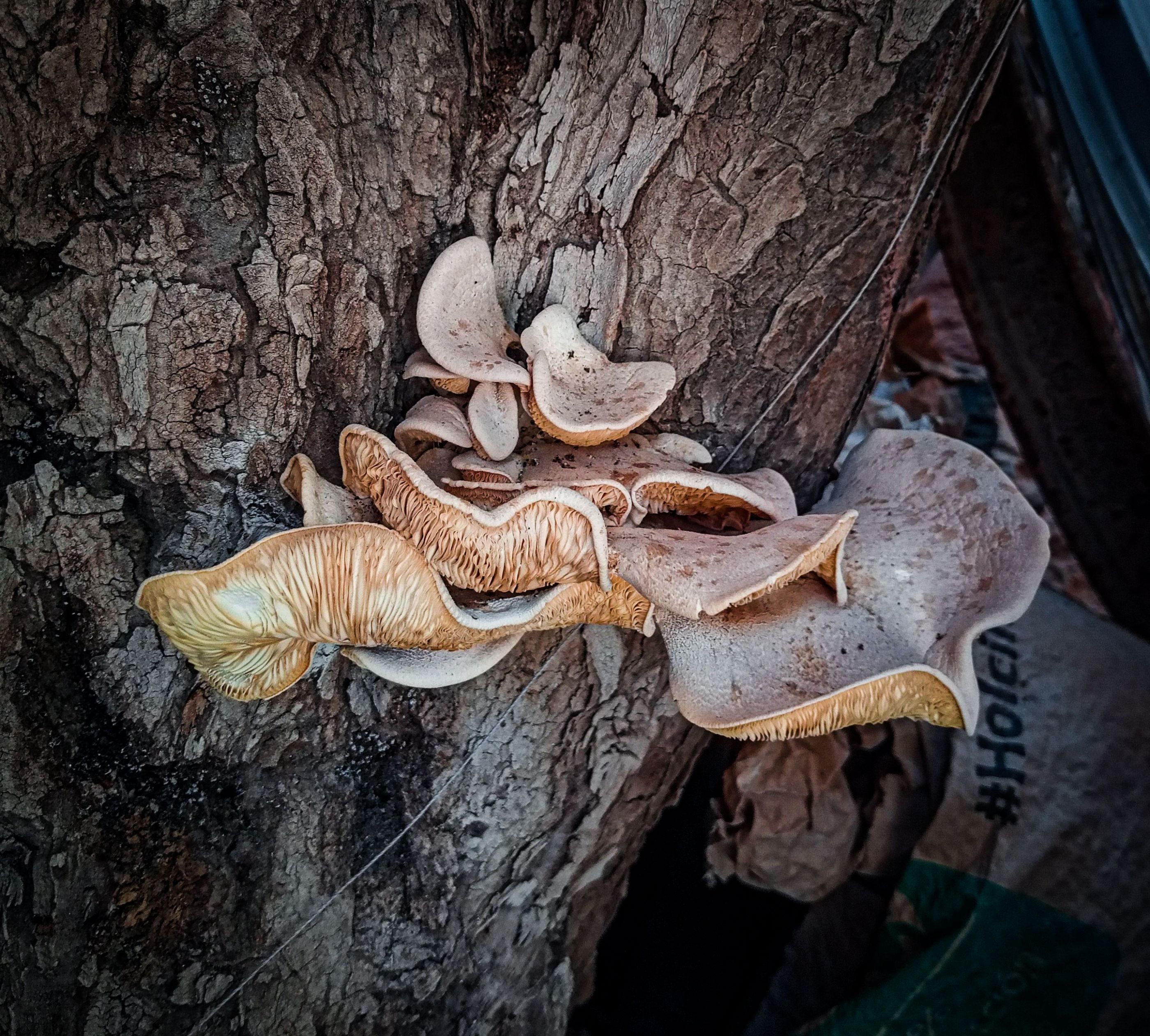 Hongos en árbol