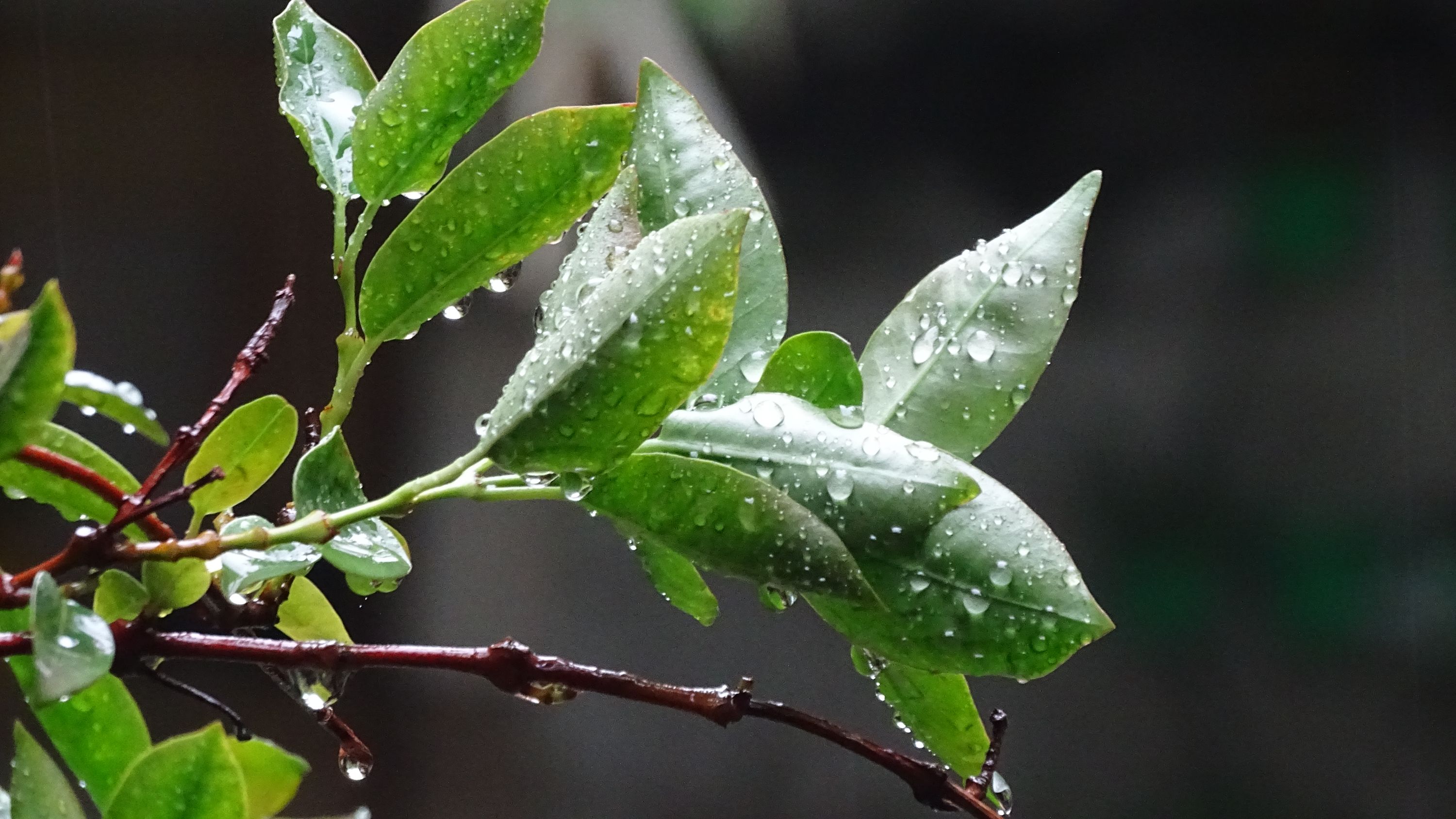 Lluvia...